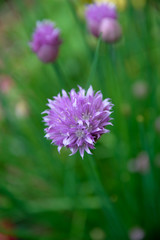 Fleur de ciboulette