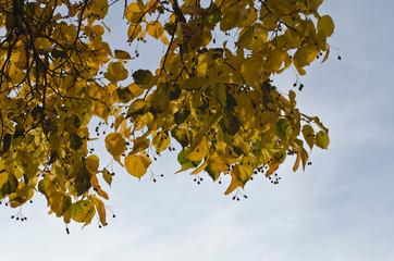 The little yellow leaves in the clear blue fall sun light. 