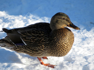 Female Mallard duck on the snow. Portrait of wild duck (Anas platyrhynchos), winter season, cold weather