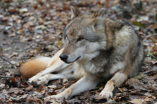 Europ&auml;ischer Grauwolf liegt auf Waldboden