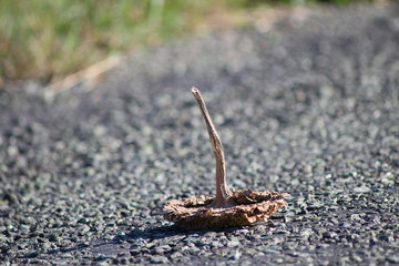 sunflower on asphalt