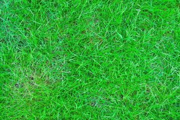 Green grass texture, Green grass texture background.