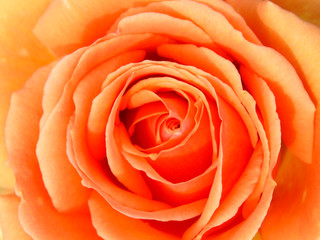 Close-up of a orange rose