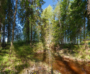 Stream in the forest in Karelia