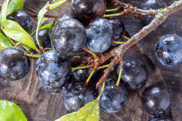 Sloes on a wooden trunk