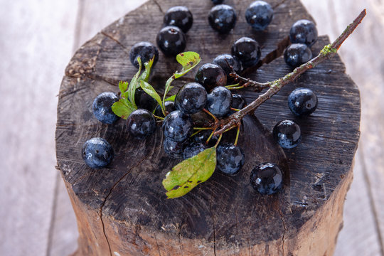Sloes on a wooden trunk
