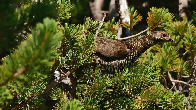 Female spruce grouse siiting on a branch of an alpine fir (BC, Canada).