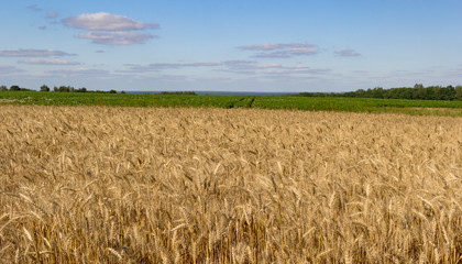yellow wheat on field and treees and clouds