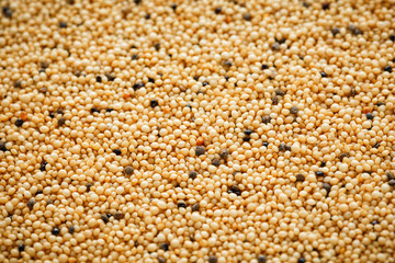 Jasmine brown rice closeup. Organic grain texture