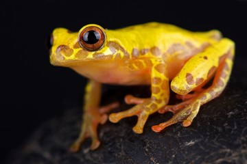 Triangle treefrog (Dendropsophus triangulum)