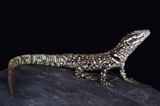 Rock Whorltail Iguana (Stenocercus empetrus)