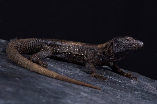 Dark Whorltail Iguana (Stenocercus melanopygus)