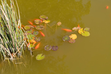 A cloudy pond with redfish and aquatic plants.