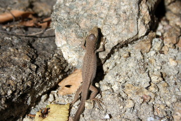 Little brown lizard on the stone, basking in the sun