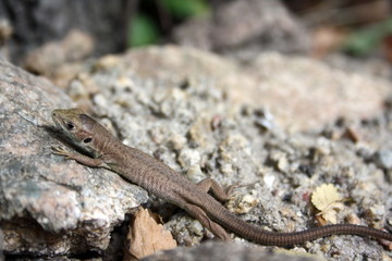 Little brown lizard on the stone, basking in the sun