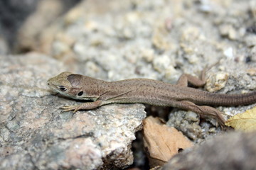 Naklejka premium Little brown lizard on the rocks