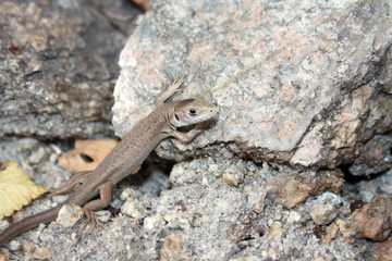Little brown lizard on the stone, basking in the sun