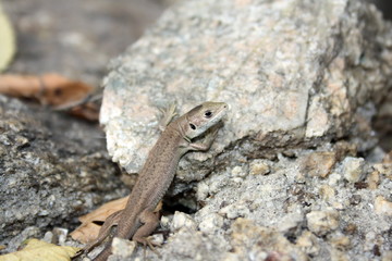 Little brown lizard on the stone, basking in the sun