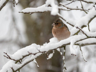 Pinson des arbres sur une branche enneigée en hiver