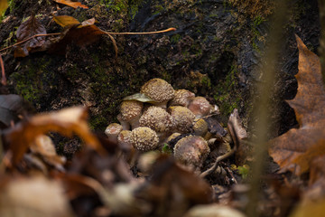 Honey Agaric mushroom family