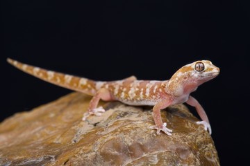 Fototapeta premium Quartz Gecko (Pachydactylus latirostris)