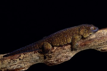 Fototapeta premium Giant bronze gecko (Ailuronyx trachygaster)