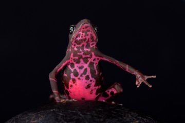 Purple harlequin toad (Atelopus barbotini)