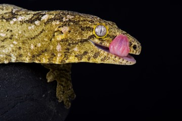 Fototapeta premium New Caledonian giant gecko (Rhacodactylus leachianus)