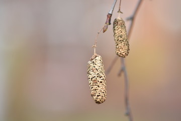 birch seeds