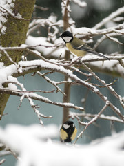 Mésanges charbonnières en hiver sur une branche