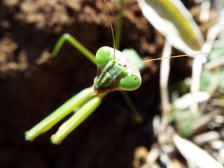 カマキリ mantis