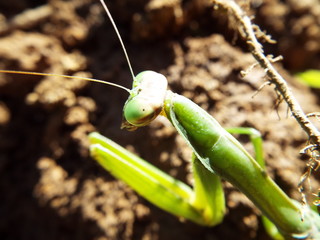 カマキリ mantis