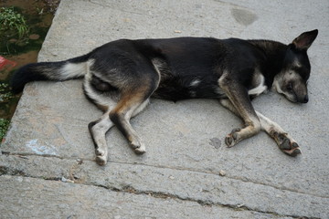 Black Stray dog