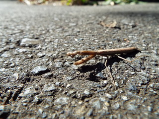 カマキリ mantis