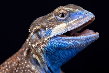 Shield-tailed agama (Xenagama taylori)