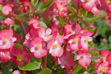 Rotblühende Semperflorens-Begonien, Begonia, 