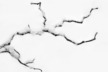 Twisted tree branch under the snow. Black and white photography.