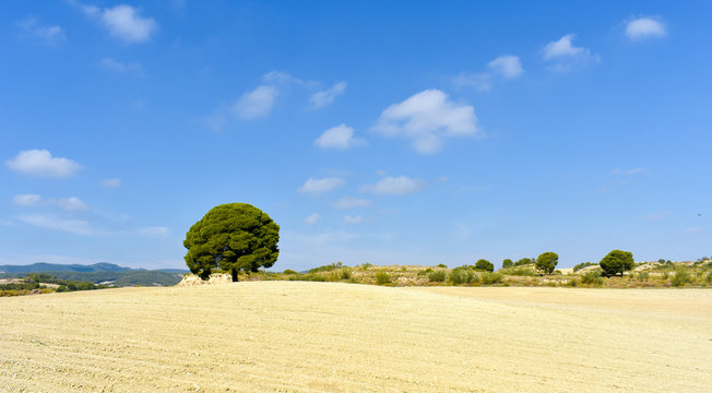 AGRICULTURE FIELD NOW FALLOW WITH A TREE AT FIRST SIGHT IN THE LANDSCAPE