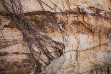 Tangled roots hanging on a red layered Sandstone cliff