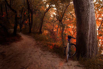 Fototapeta na wymiar Relaxing walk in the forest. Autumn with the bike