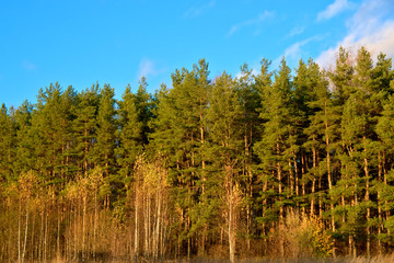 Forest on a clear autumn day. Russia.