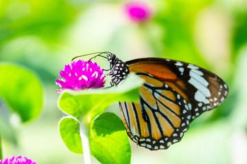 Orange butterfly on grass flower Purple. Blur the natural background in green tones. In the concept of insects and poultry.