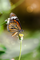 Orange butterfly on grass flower white yellow. In the concept of insects and poultry.