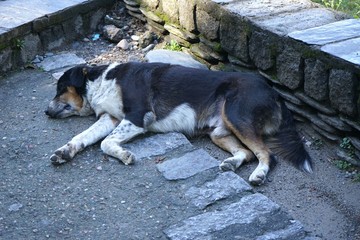 Black Stray dog