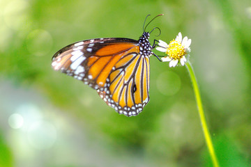 Fototapeta na wymiar Orange butterfly on grass flower white yellow. Blur the natural background in green tones. In the concept of insects and poultry.