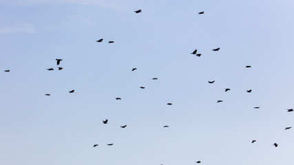 A flock of crows in the blue sky