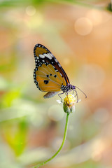 Orange butterfly on grass flower white yellow. Blur the natural background in Orange tones. In the concept of insects and poultry.