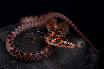 Naklejka premium Banded red snake (Lycodon rufozonatum )