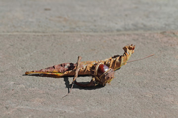 Rosskastanie