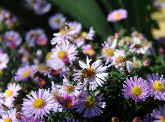 Fototapeta premium Bees gather the honey on pink flowers